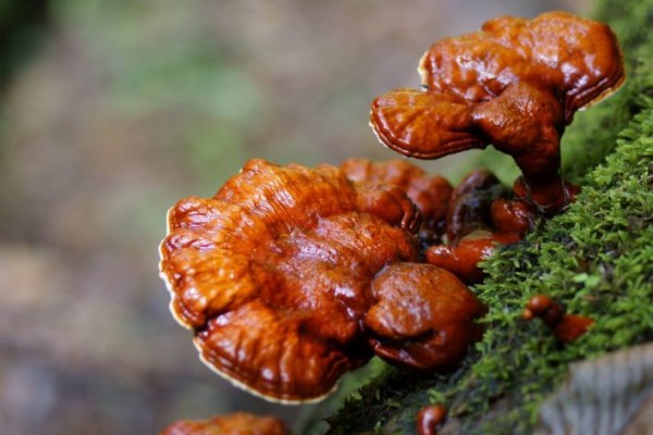 zbog-cega-je-ganoderma-lucidum-odlican-izbor-za-vase-zdravlje