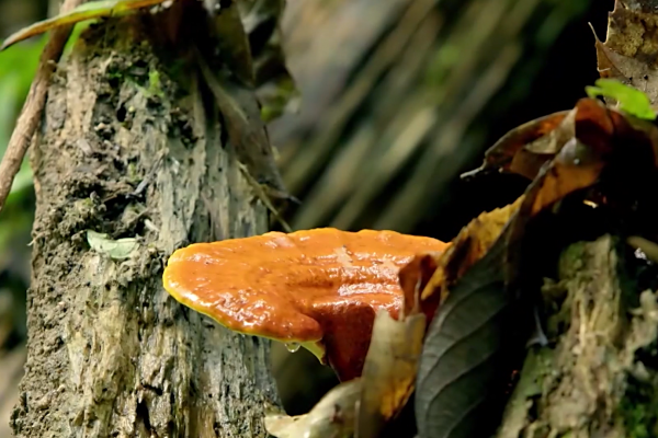 zbog-cega-je-ganoderma-lucidum-odlican-izbor-za-vase-zdravlje