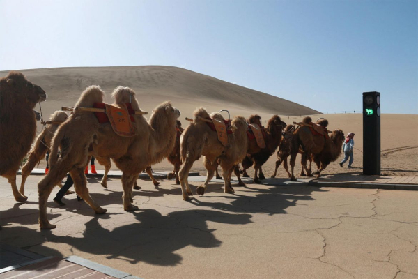 Gde je postavljen prvi semafor za kamile?