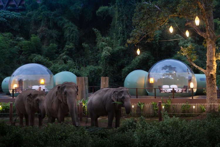 Spavajte sa slonovima pod zvezdama u mehurićima „Jungle Bubble“ na Tajlandu