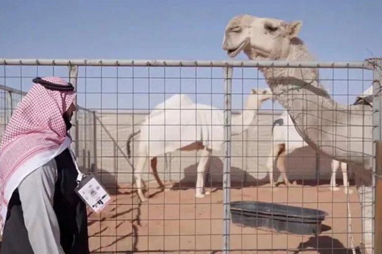 Pogledajte kako izgleda "hotel" za kamile u Saudijskoj Arabiji
