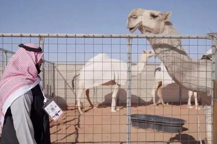 kamile-u-saudijskoj-arabiji-imaju-hotel-od-133-dolara-po-noci-posvecen-njihovom-odrzavanju-i-udobnosti