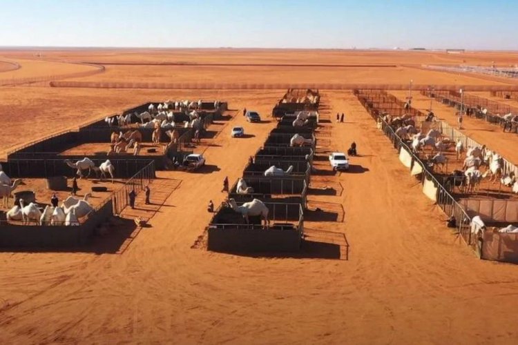kamile-u-saudijskoj-arabiji-imaju-hotel-od-133-dolara-po-noci-posvecen-njihovom-odrzavanju-i-udobnosti