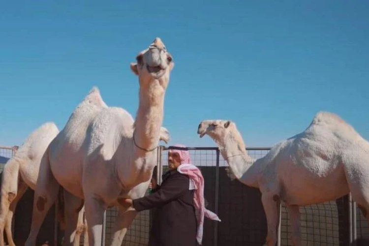 Pogledajte kako izgleda "hotel" za kamile u Saudijskoj Arabiji