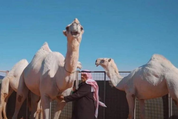 kamile-u-saudijskoj-arabiji-imaju-hotel-od-133-dolara-po-noci-posvecen-njihovom-odrzavanju-i-udobnosti