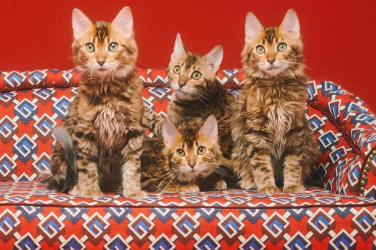 gucci-pet-kolekcija-3
