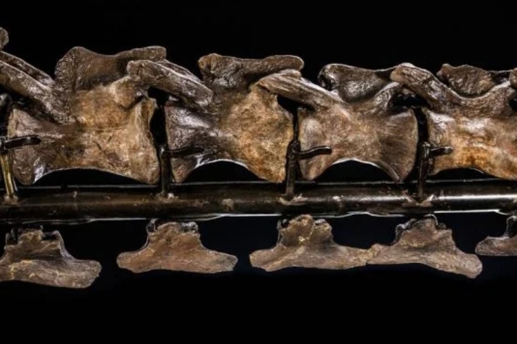 prvi-t-rex-aukcija-3