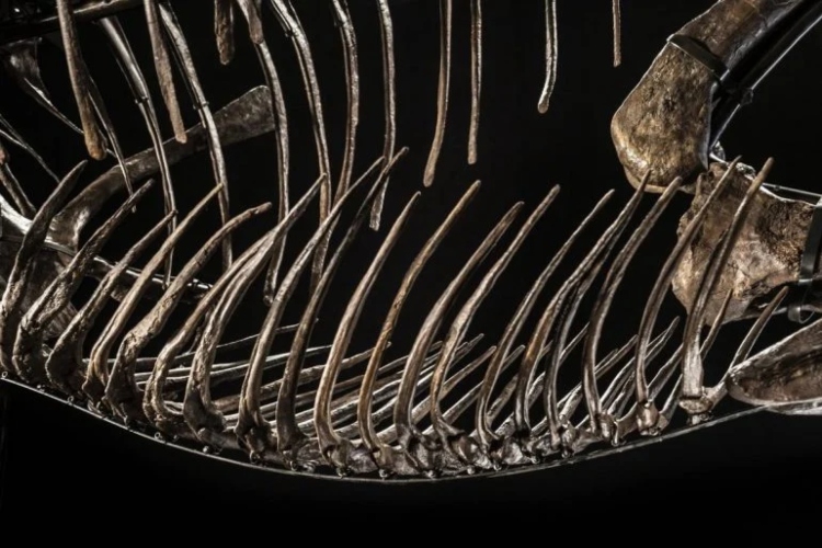 prvi-t-rex-aukcija-2