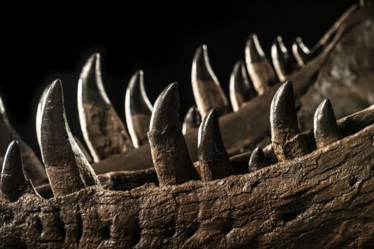 prvi-t-rex-aukcija-4