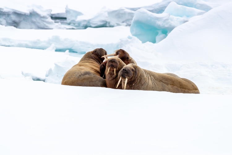 svalbard-otkrivanje-luksuznog-raja-na-zaledenom-severu-9