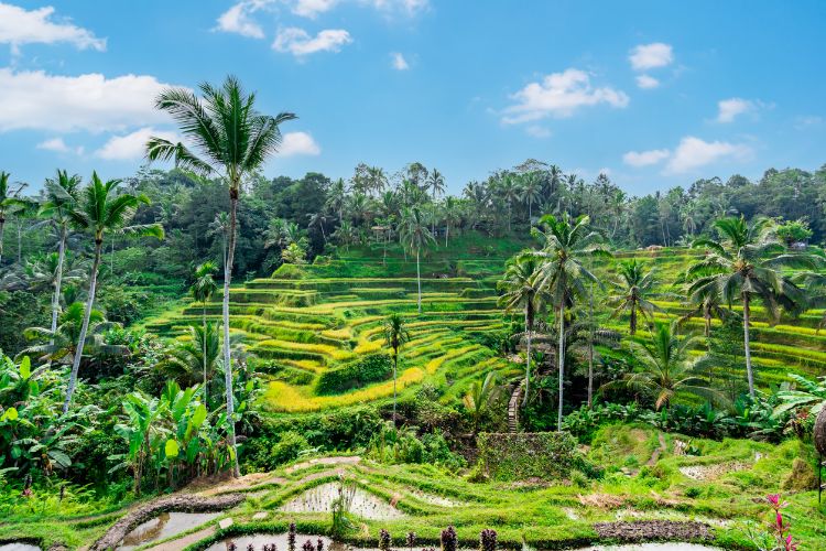 ubud-zeleni-dragulj-indonezije-1