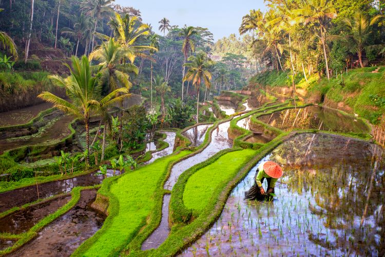 ubud-zeleni-dragulj-indonezije-8