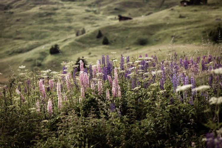 od-biljke-do-palete-prirodne-boje-marijen-tigen-u-chalet-cocagne-12