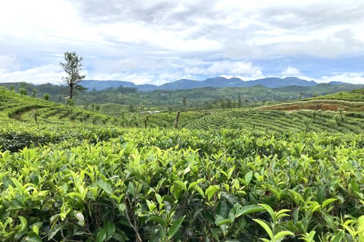 aahaasa-collection-redefinisanje-luksuza-kroz-pejzaze-kulturu-i-duh-sri-lanke-30