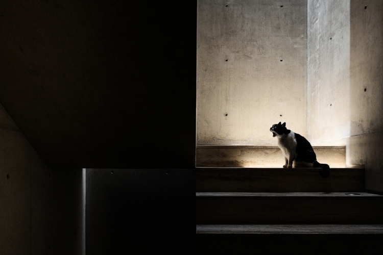 casa-tao-senka-kao-prostor-zivota-10