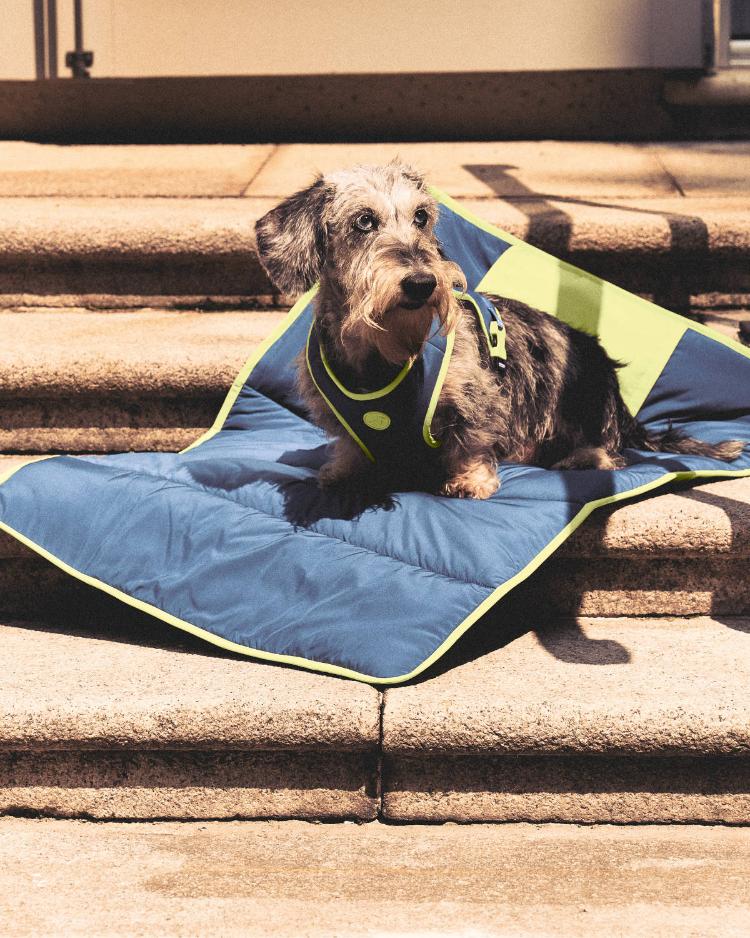 giorgio-armani-poldo-dog-couture-kolekcija-za-pse-jesen-2026-2