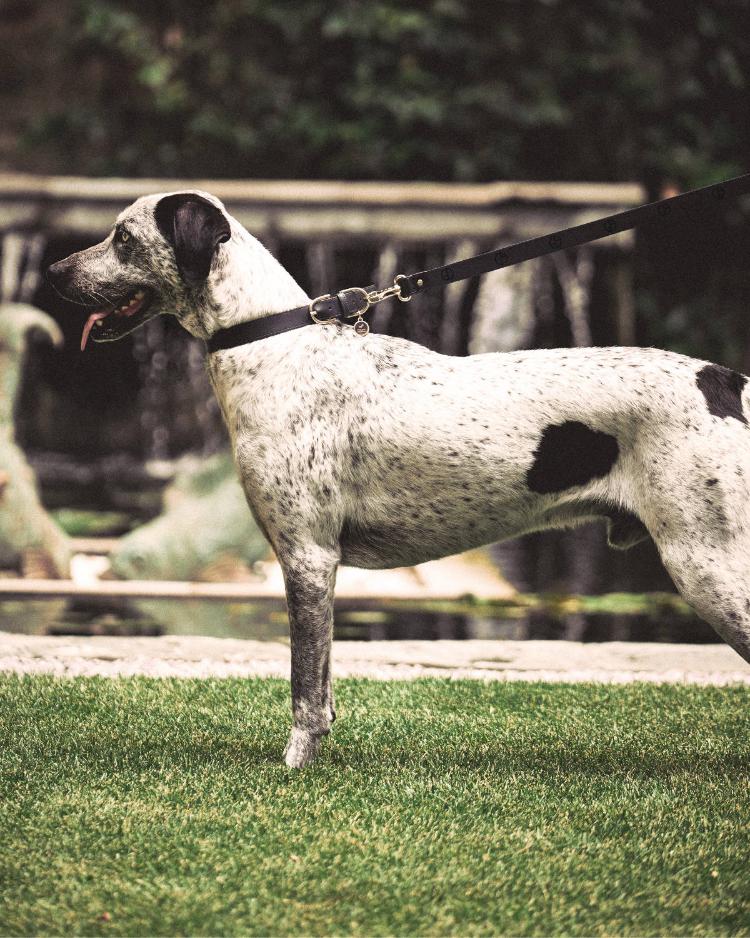 giorgio-armani-poldo-dog-couture-kolekcija-za-pse-jesen-2026-5