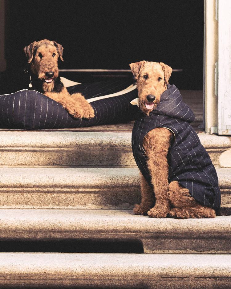 giorgio-armani-poldo-dog-couture-kolekcija-za-pse-jesen-2026-13