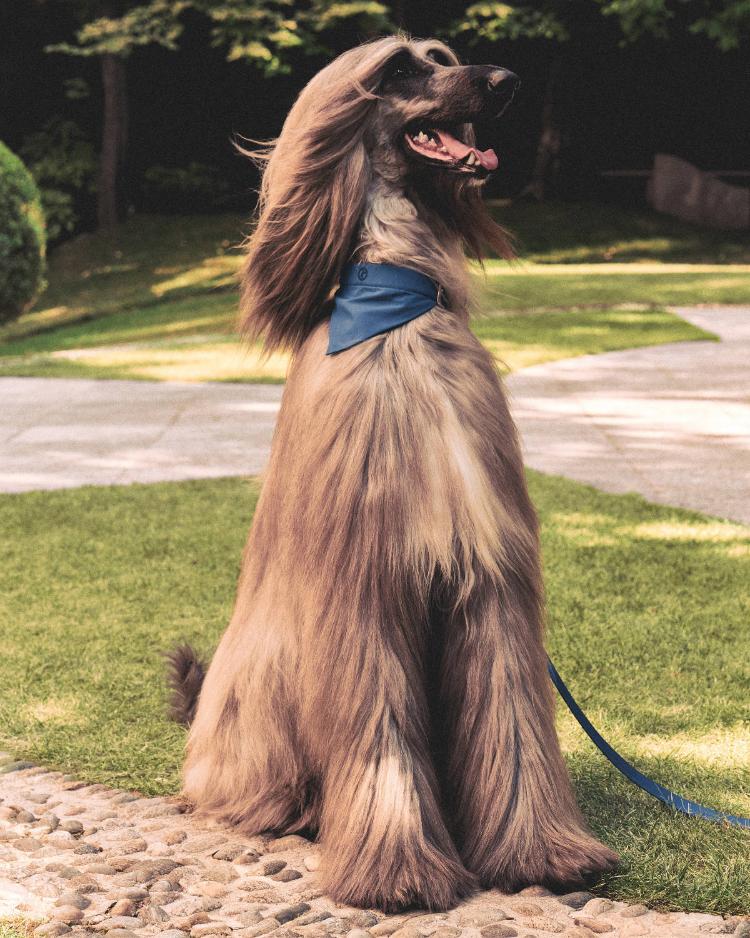 giorgio-armani-poldo-dog-couture-kolekcija-za-pse-jesen-2026-26