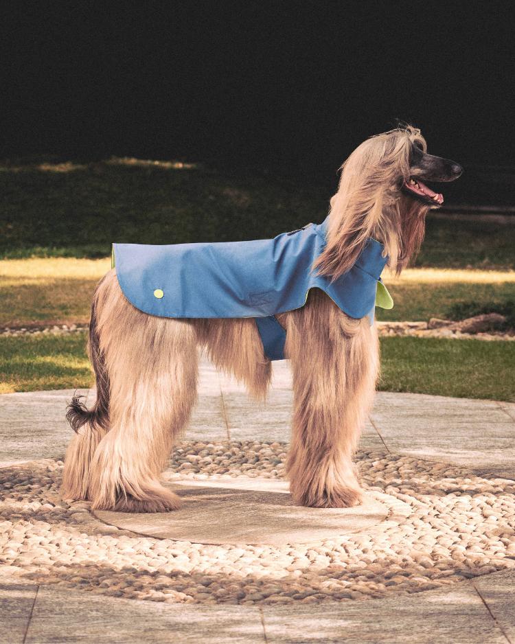 giorgio-armani-poldo-dog-couture-kolekcija-za-pse-jesen-2026-25