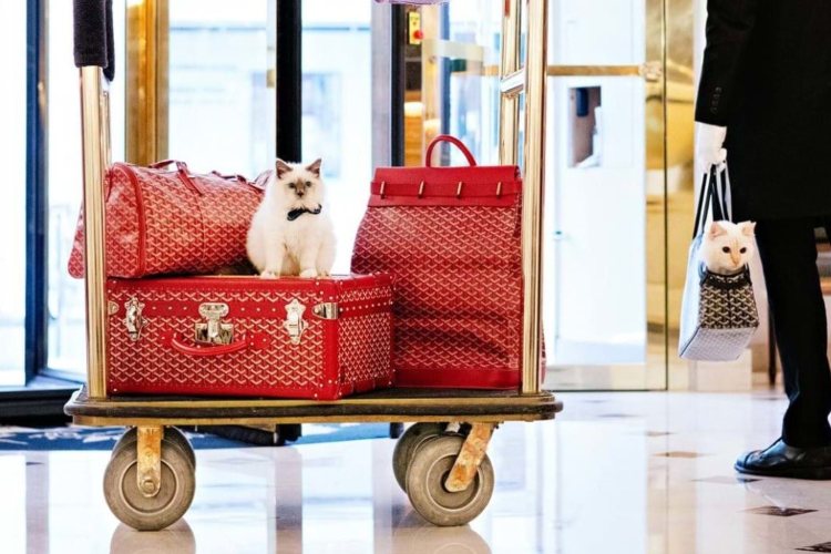 5 luksuznih hotela širom sveta sa životinjama u rezidenciji