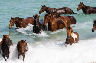Doživite neverovatno iskustvo plivajući sa konjima