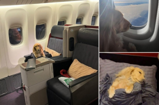 Upoznajte Fifi, jazavičara koji leti poslovnom klasom i voli Hermes i Gucci