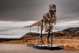 T. rex pronađen na ranču u Južnoj Dakoti mogao bi da donese milionsko bogatstvo porodici vlasnika